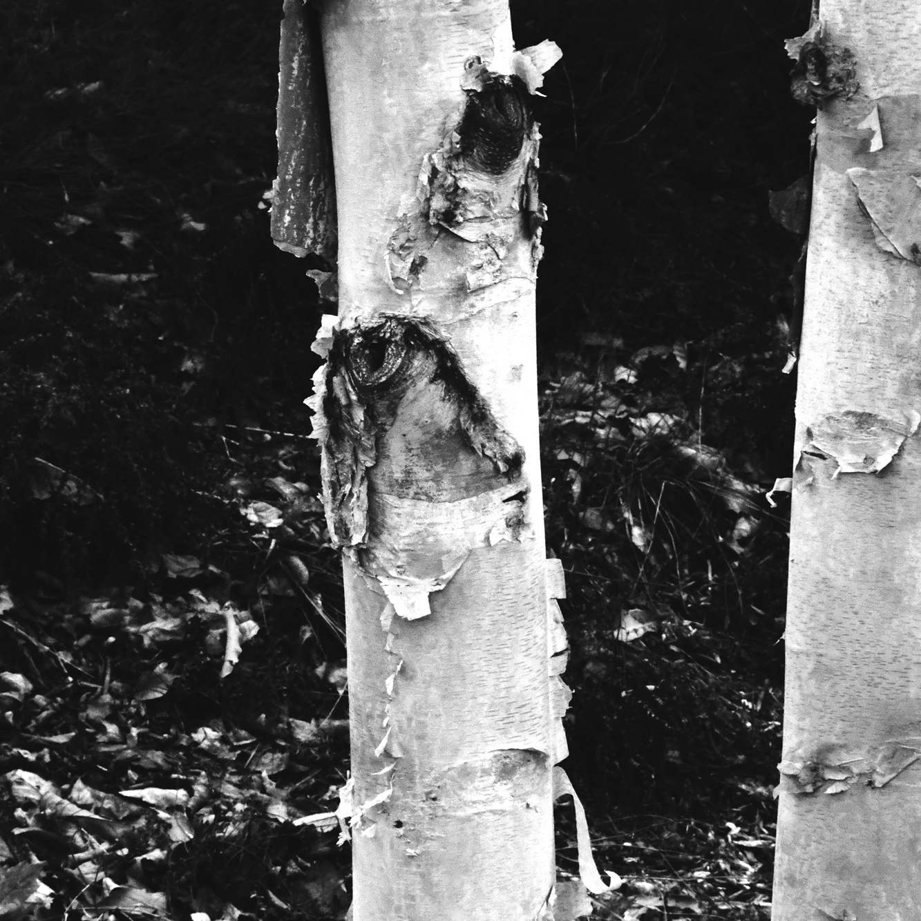 Close-up of two birch tree trunks with peeling bark in a forest with fallen leaves on the ground.