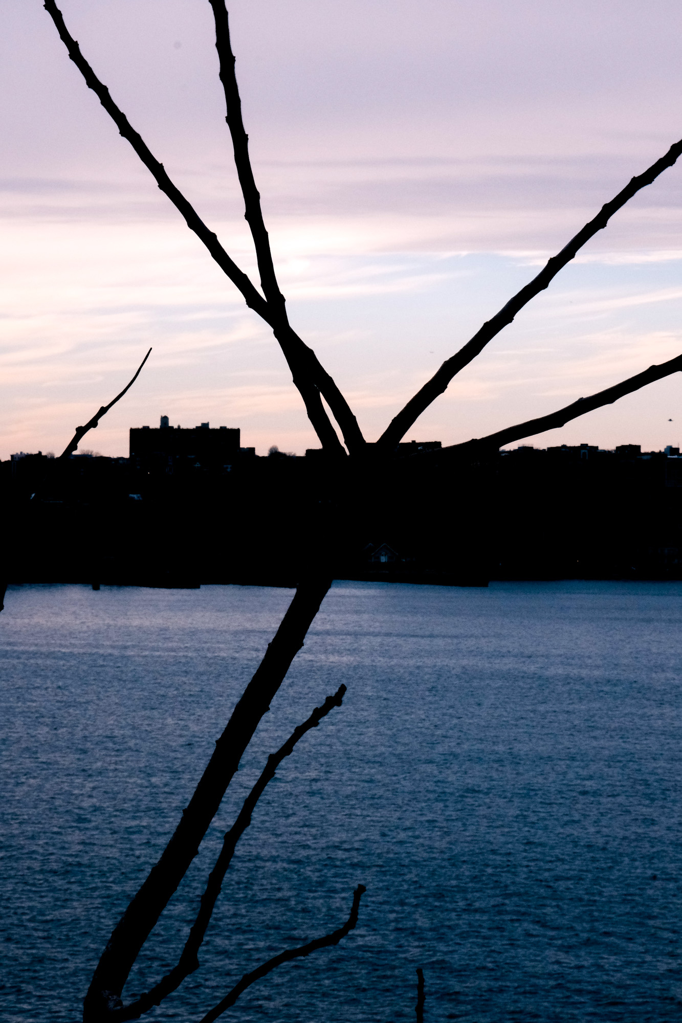 Silhouetted bare tree branches over a body of water with a dark city skyline under a twilight sky.