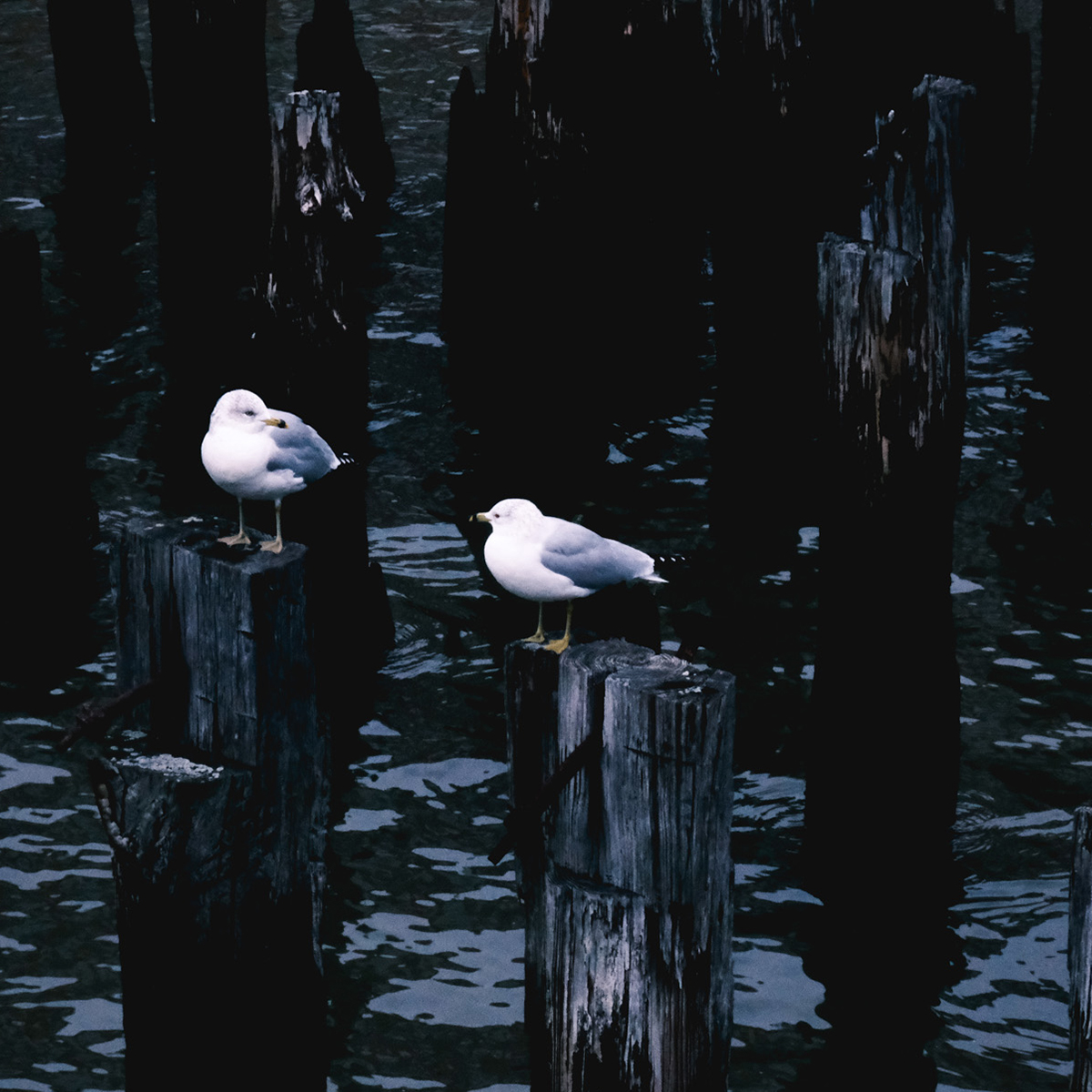 Two seagulls perched on weathered wooden posts above dark rippling water.