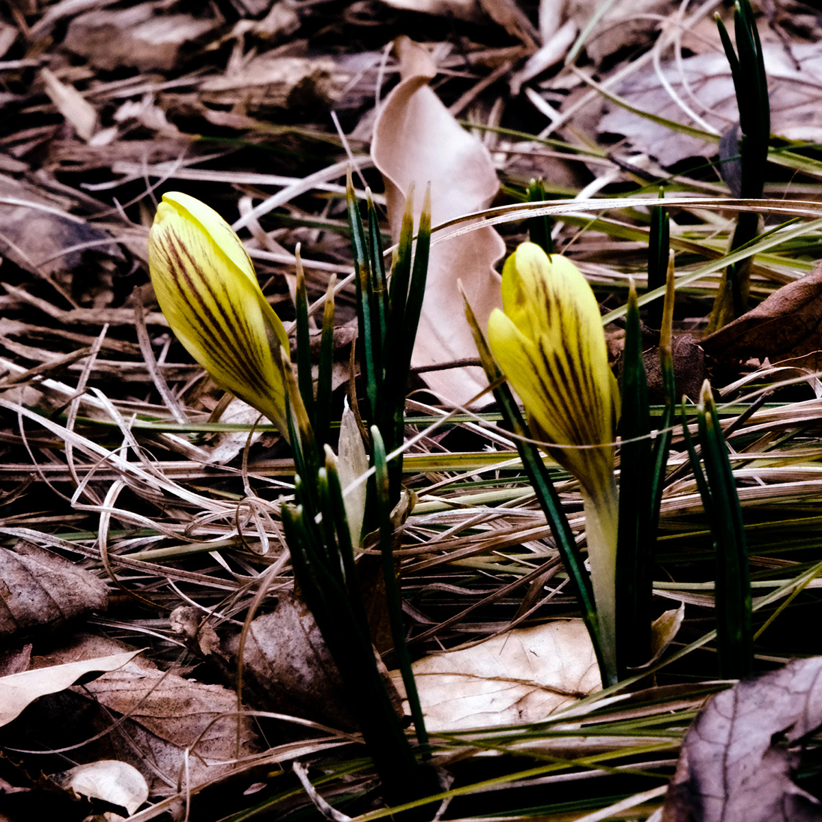 Two yellow crocus flowers with dark veins emerging among dry leaves and grass.