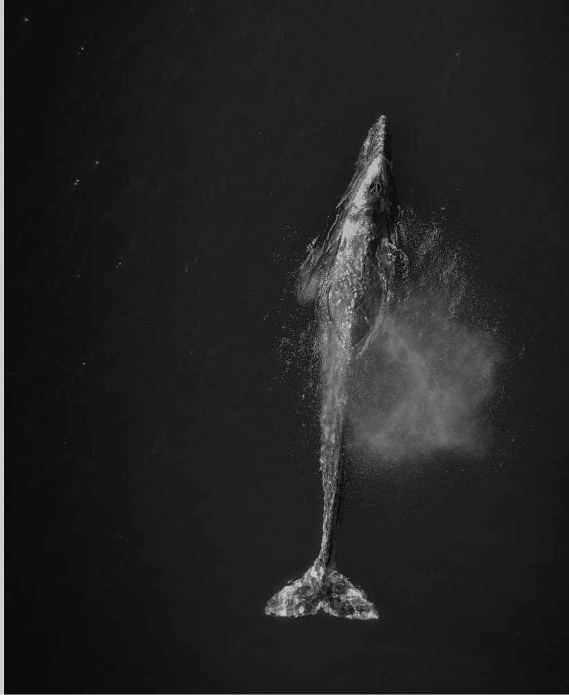A whale breaching the water's surface, symbolizing streamlined asset management.