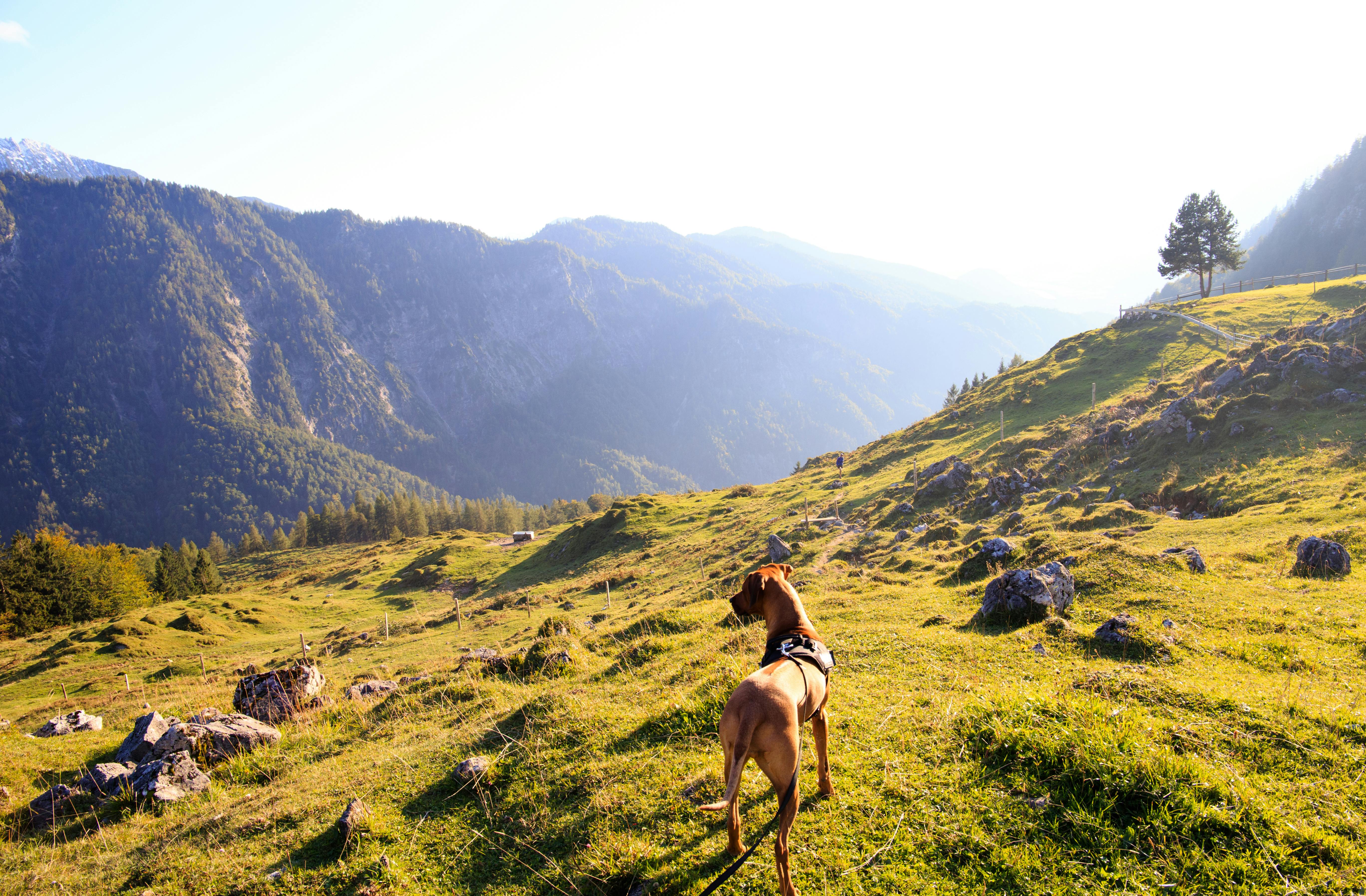 Dog enjoying a Morzine mountain landscape in summer