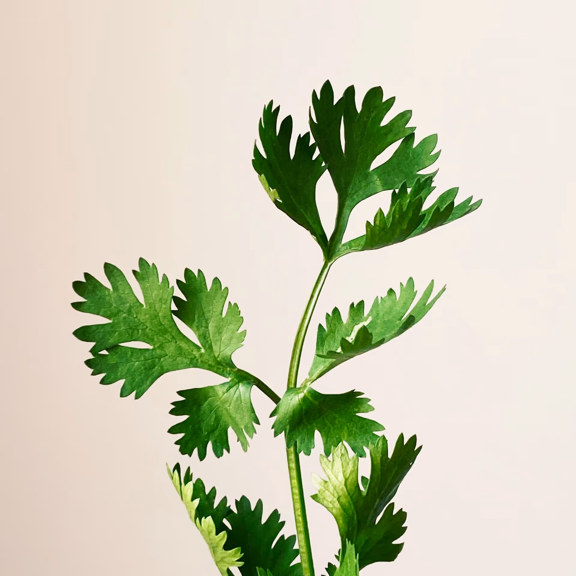 Curly vs Italian Parsley