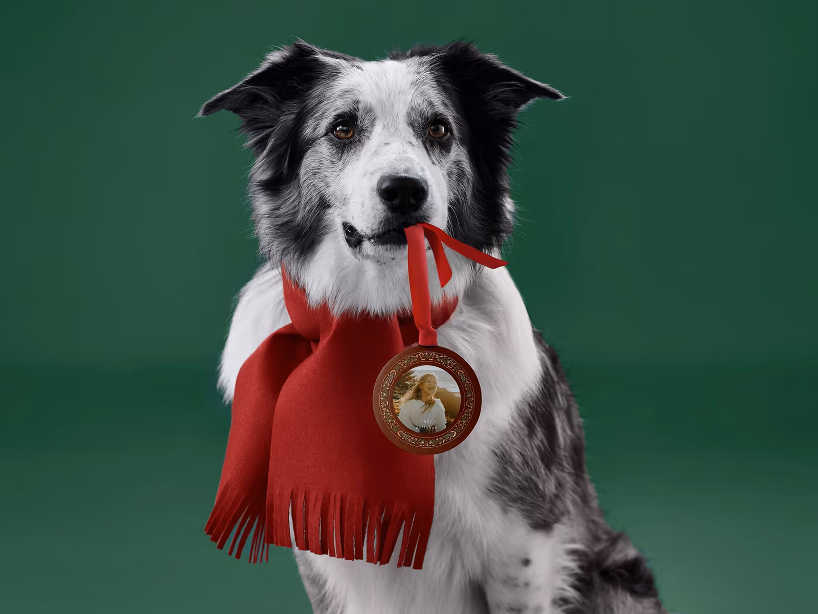 Black and white dog wearing a red scarf and holding a red ornament with a photo in its mouth against a green background.