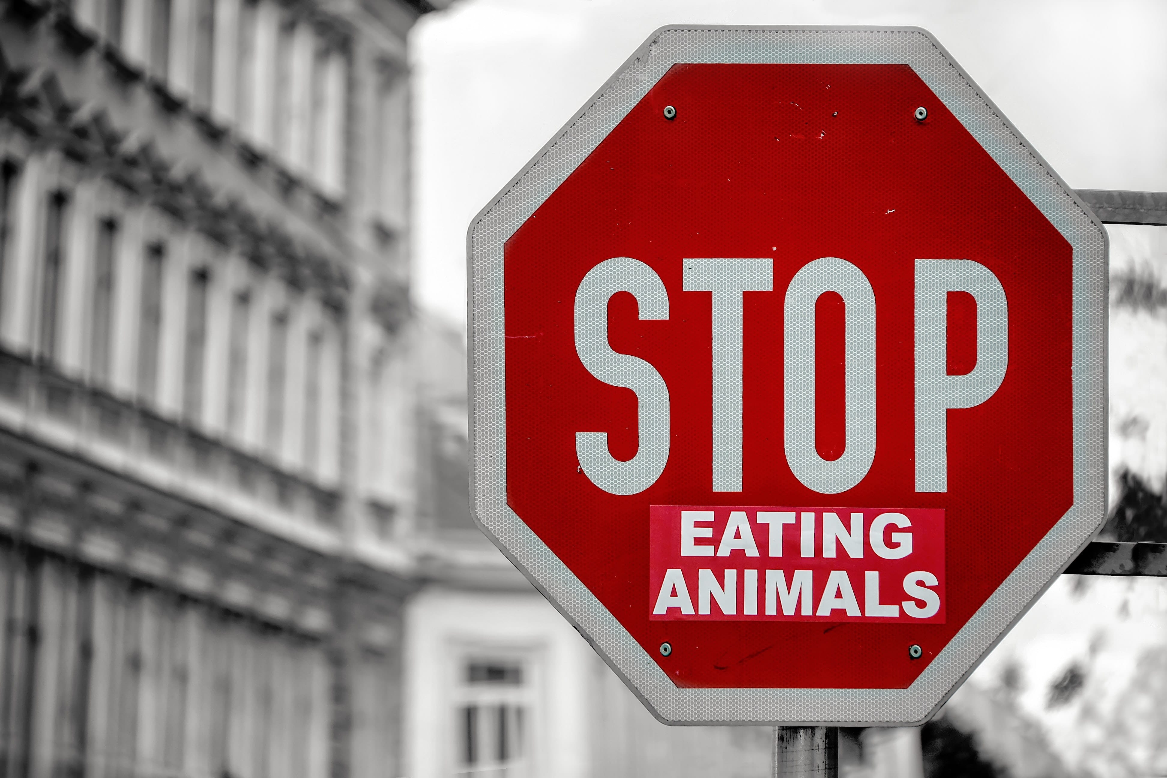 Veganism and Deforestation: Could Adopting a Vegan Lifestyle Help Curb Deforestation and Usher in an Era of Global Food Security?