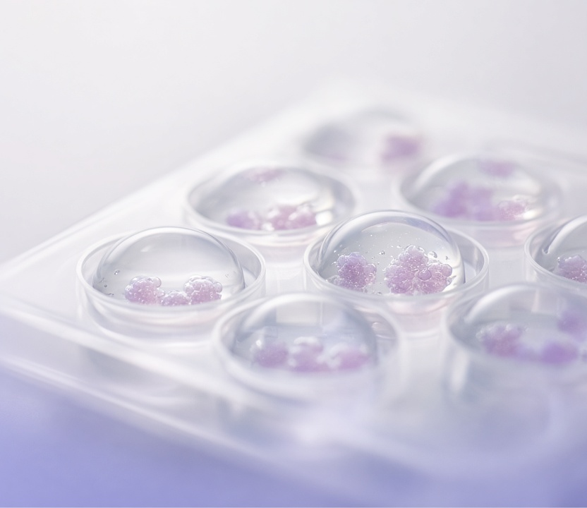 Organoids in gel domes inside a multiwell plate, representing CRISPR screening in organoid drug discovery