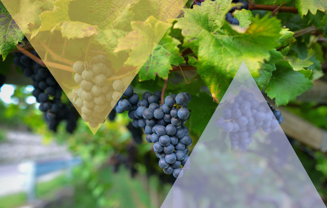 Bordeaux 2025 En Primeur: The Investment Case