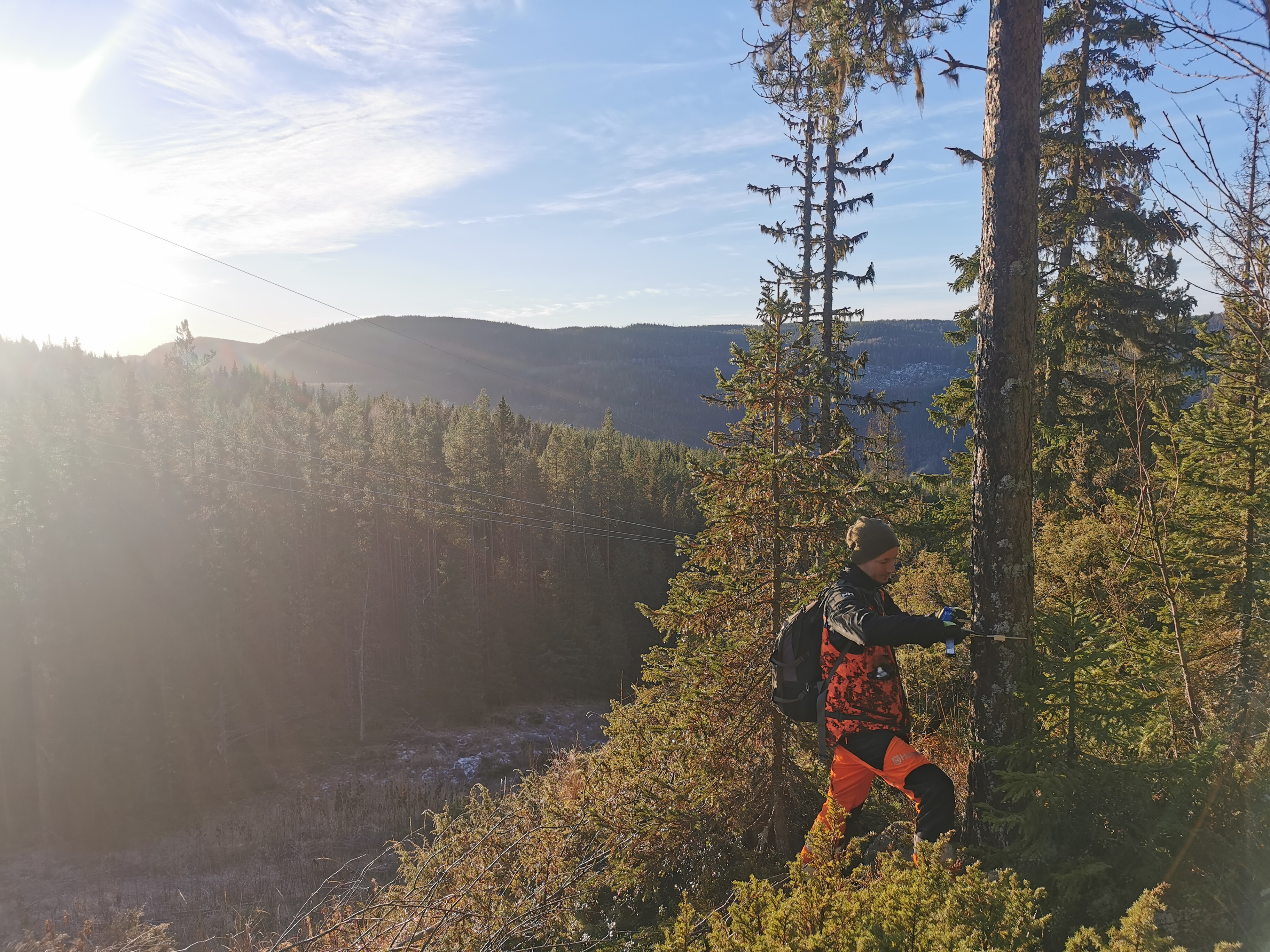 Få koll på din skog med en skogsbruksplan