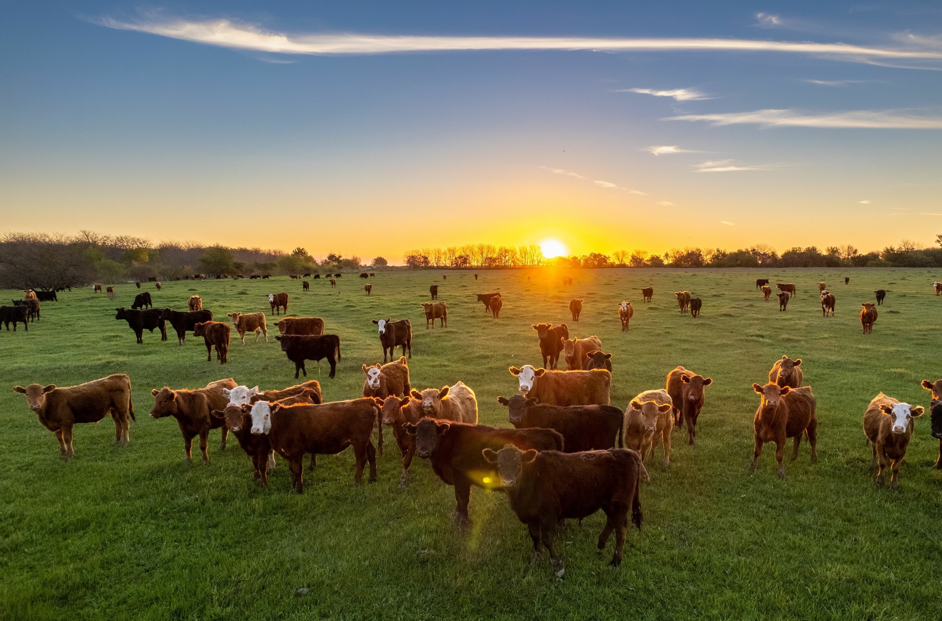 Beef, Tariffs, & Tight Supply | WorldClass