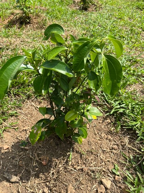 Sri Lankan IP Teams Seek to Create a Spice Cooperative