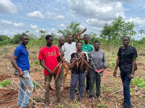 Togo IP Teams Dig Up a Bumper Harvest of Cassava