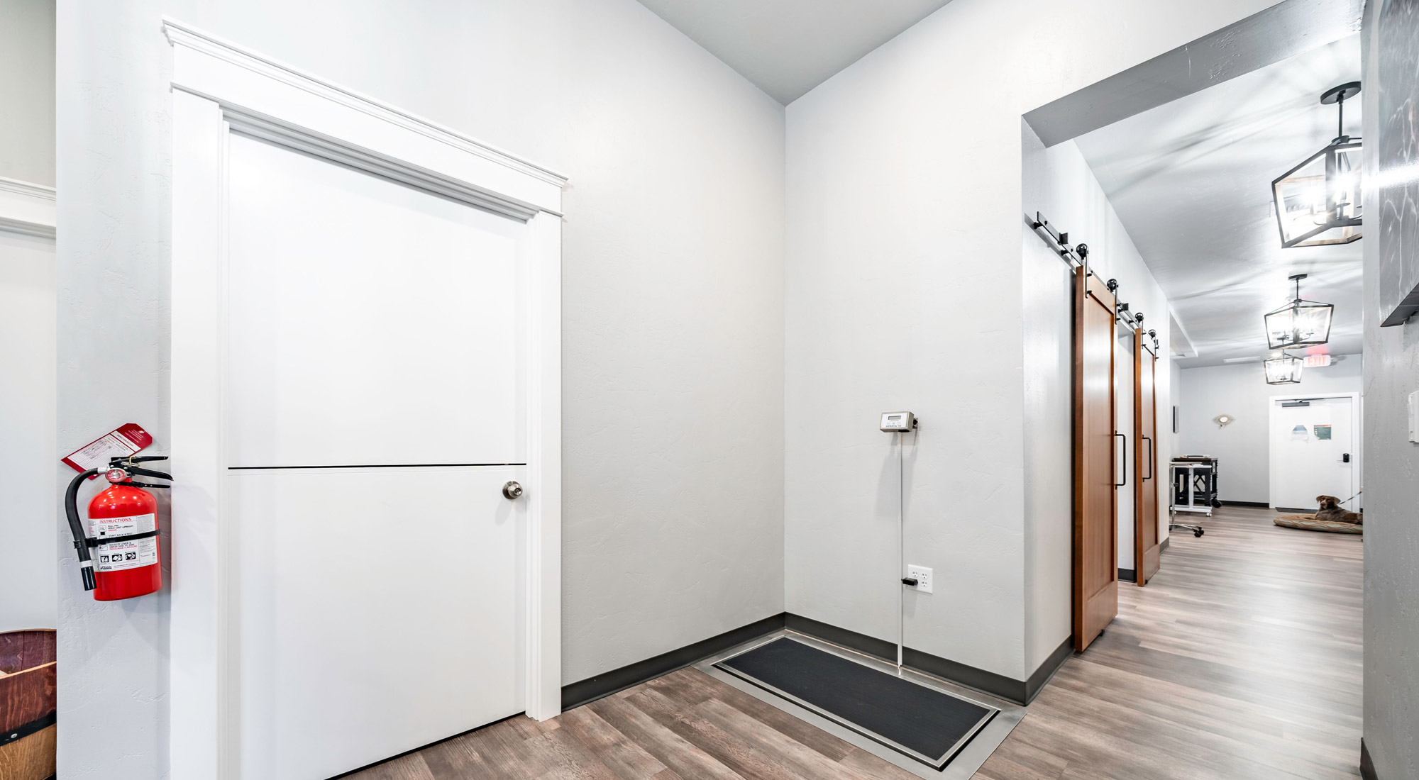 Bliss Animal Eye Care