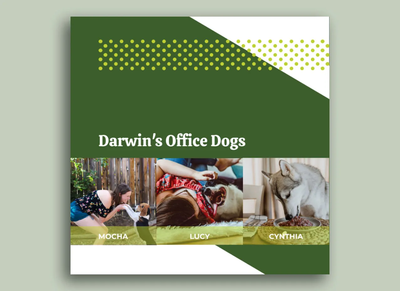 Slide from presentation design created for Darwin's Pets.