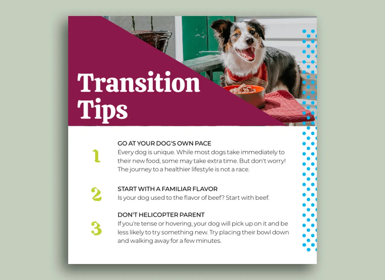 Slide from presentation design created for Darwin's Pets.