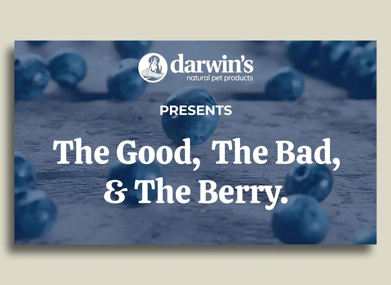 Video motion graphic design for Darwin's Pets, Can Dogs Eat Blueberries?