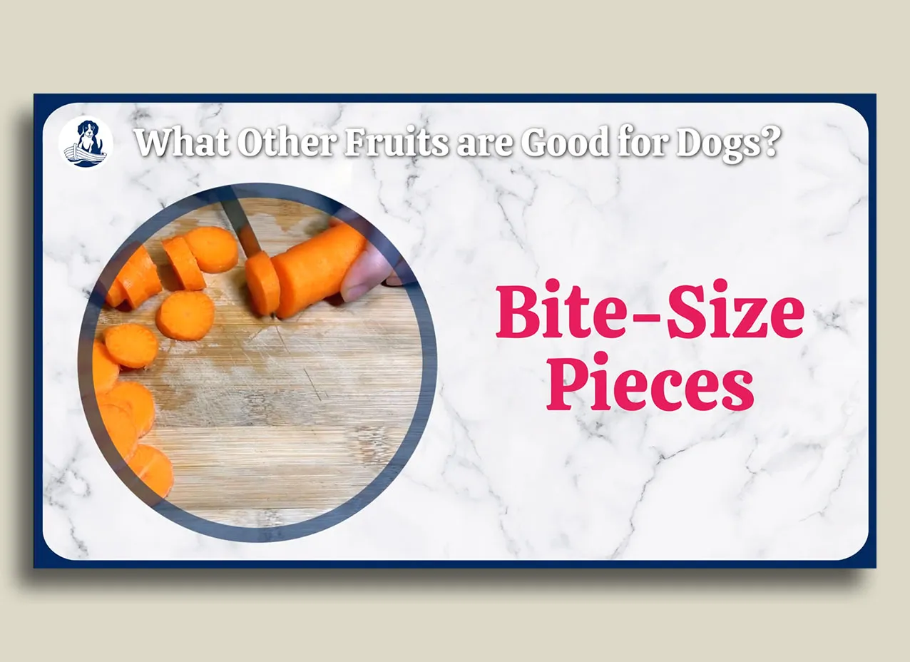 Still from animated video created for Darwin's Pets, Can Dogs Eat Blueberries?