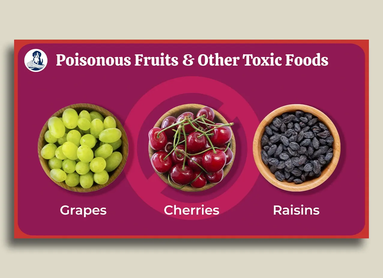 Still from animated video created for Darwin's Pets, Can Dogs Eat Blueberries?