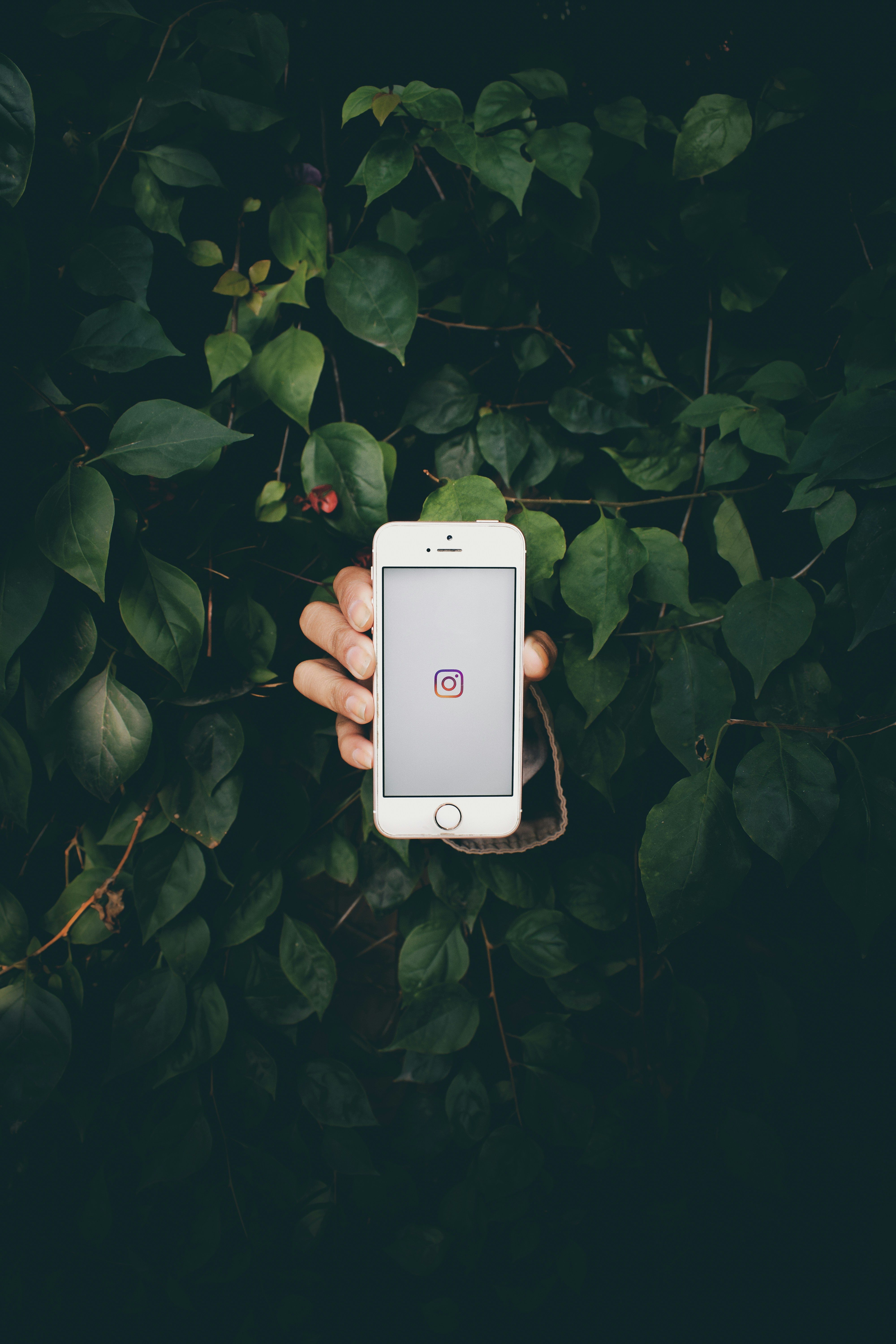 Stopping Instagram Copyright Violations: How Pellonia Helped Andropay Protect Its Original Content