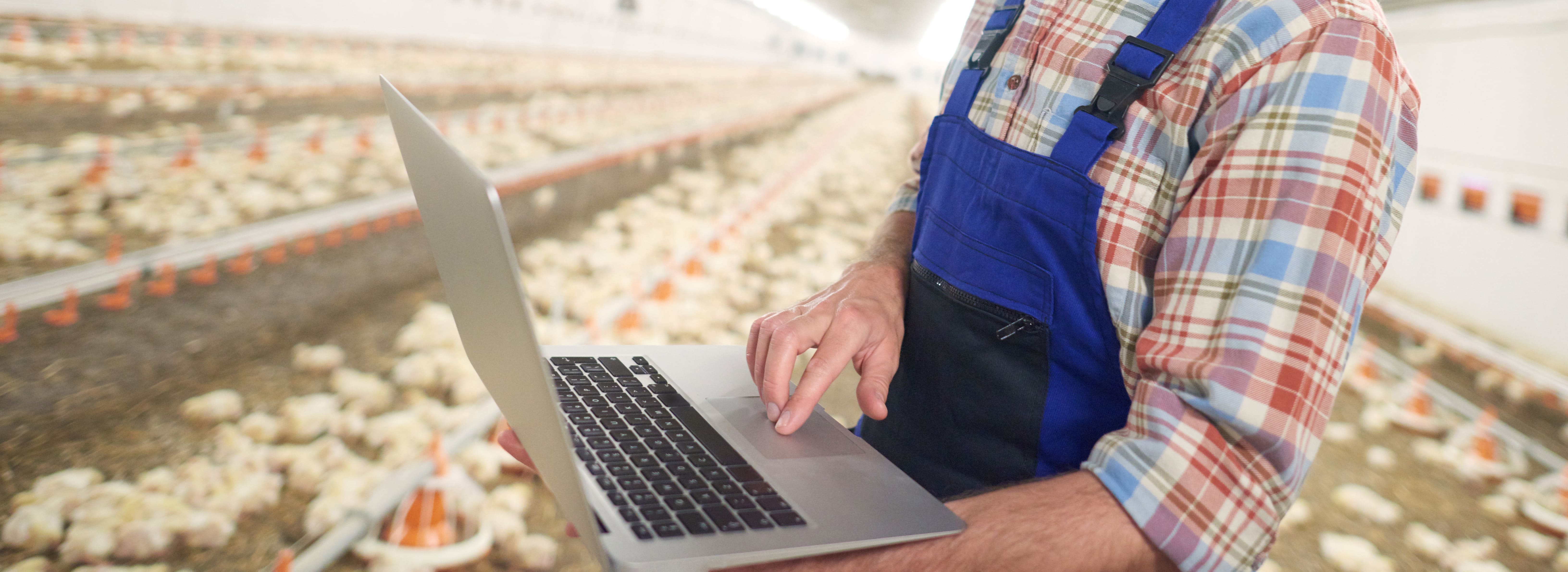 Person using laptop in a poultry facility, representing digital transformation in poultry operations