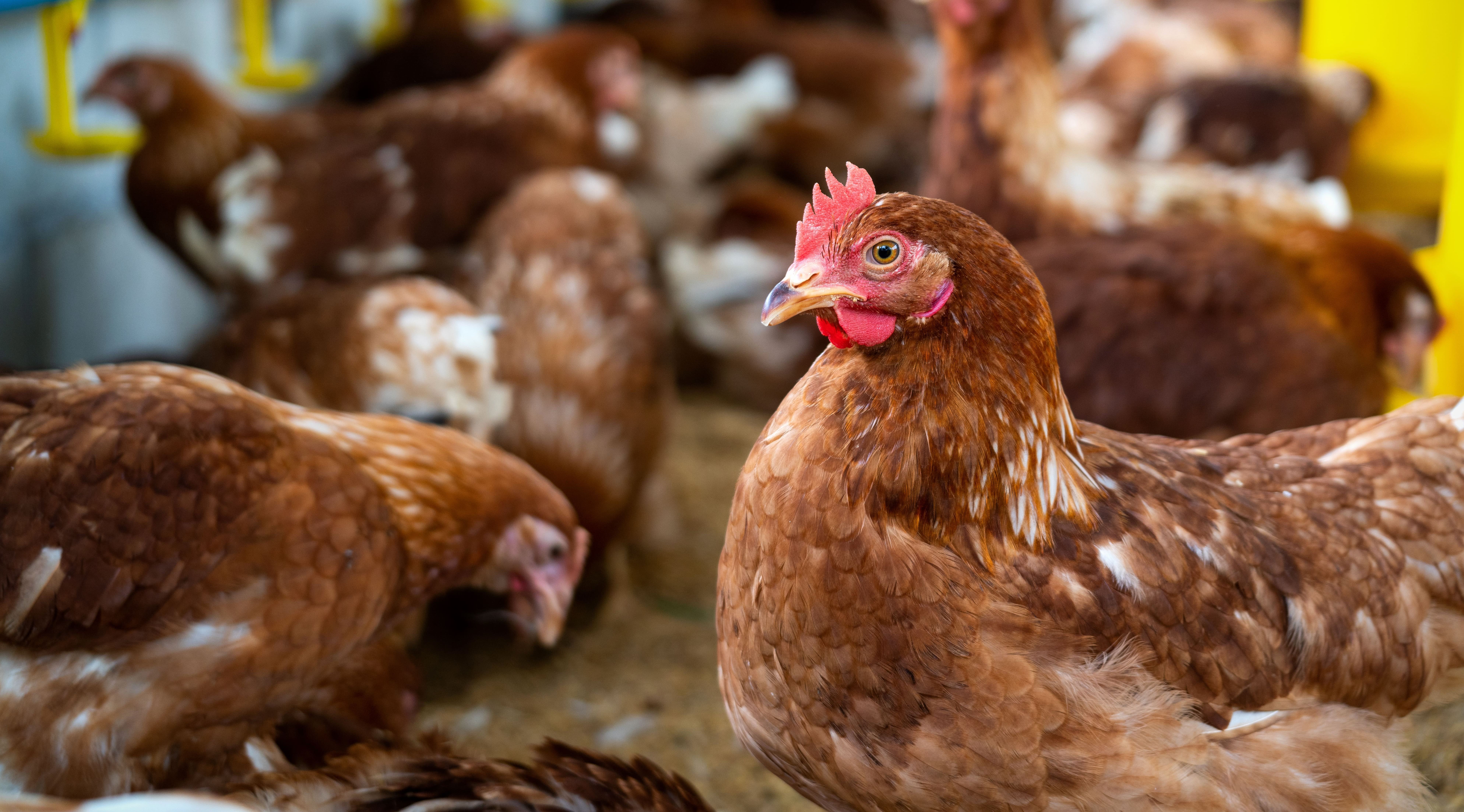 Representative image of a brown chicken in a poultry farm, used to illustrate poultry distribution operations