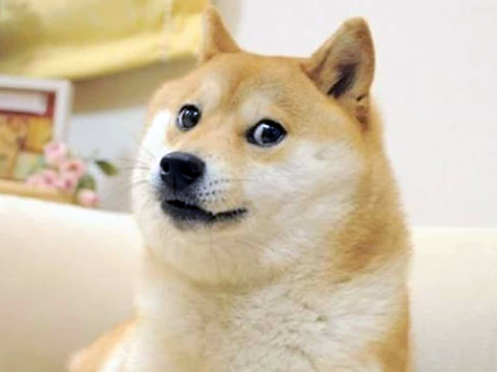 Kabosu, the Shiba Inu Who Inspired the ”Doge” Meme, Has Died · Kinship