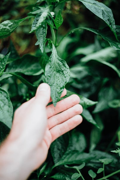 hand holding a leave
