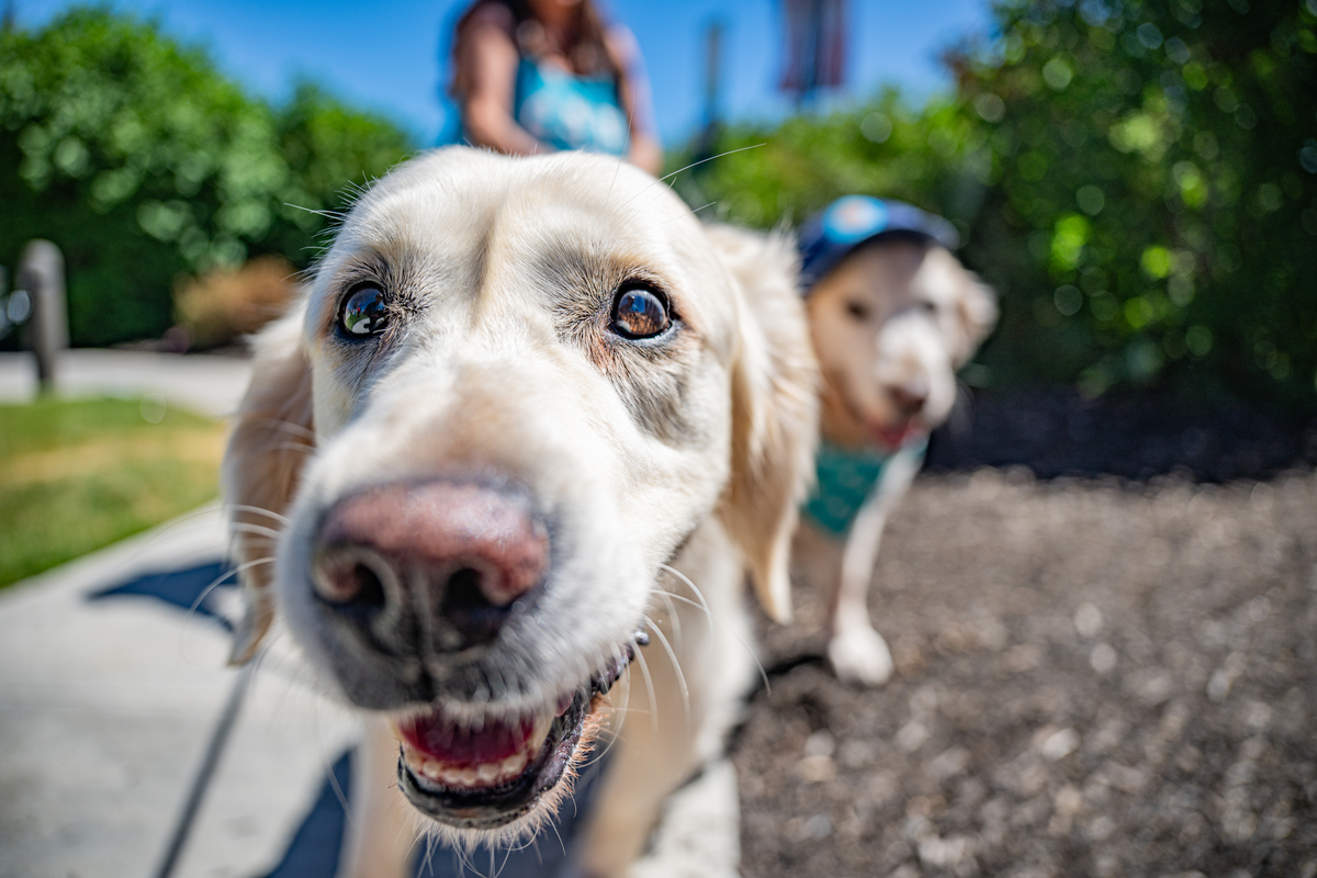 Bending Energy - Puptopia 24-0498-1200x800-5b2df79.jpg