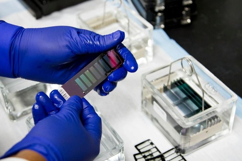 Scientist wearing blue gloves analyzing laboratory samples as part of a toxicity test procedure.