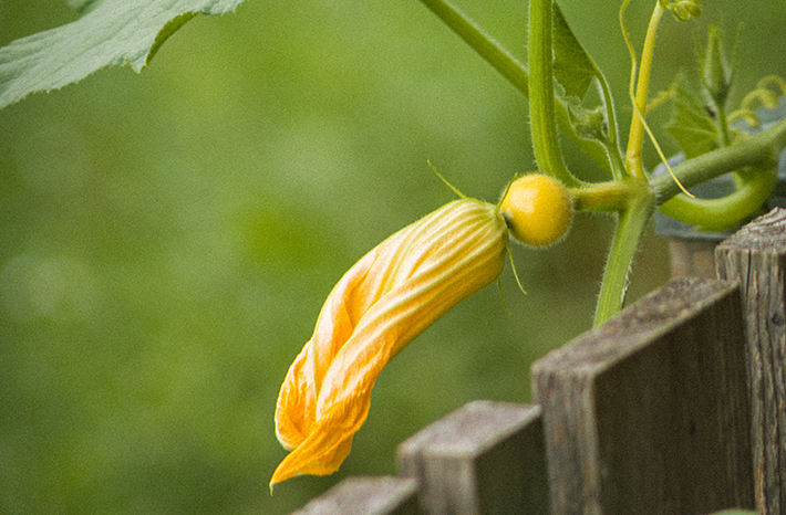 Planzen vor