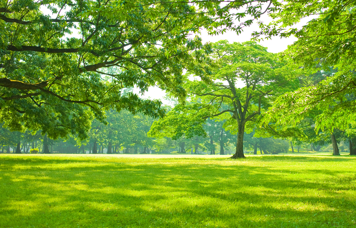 O₂ PARK สวนธรรมชาติ สำหรับการพักผ่อน