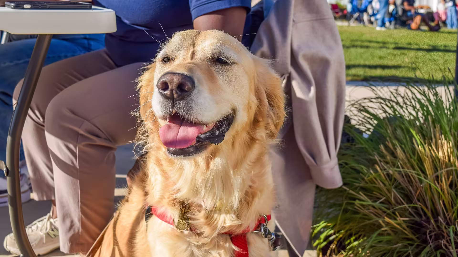 A dog smiling