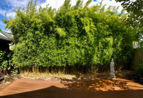 Bamboo Types | Browse Bamboo Garden