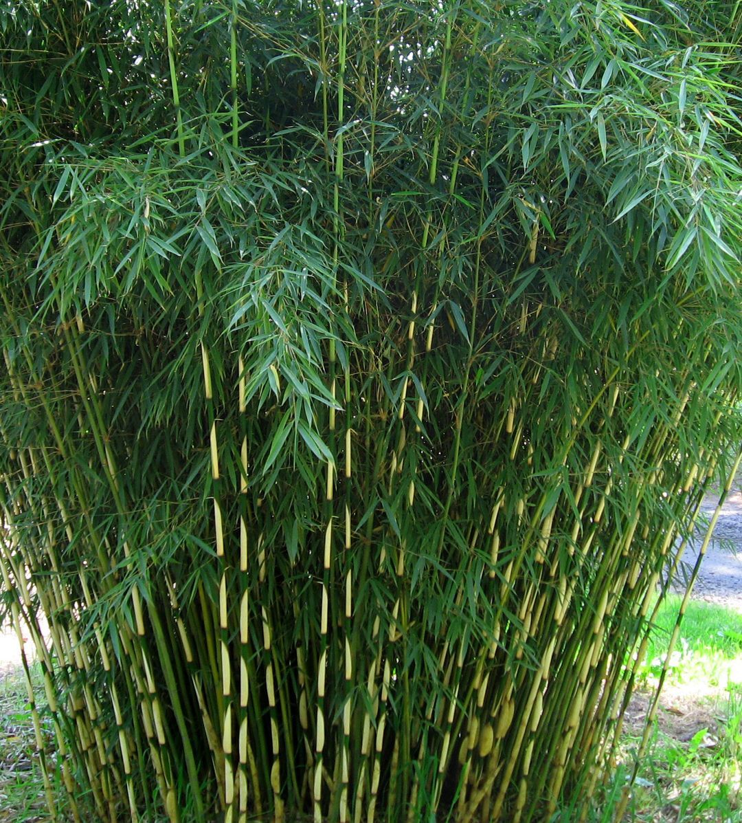 Browse Bamboo