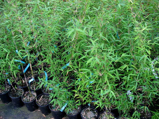 Browse Cold Hardy Bamboo | Bamboo Garden
