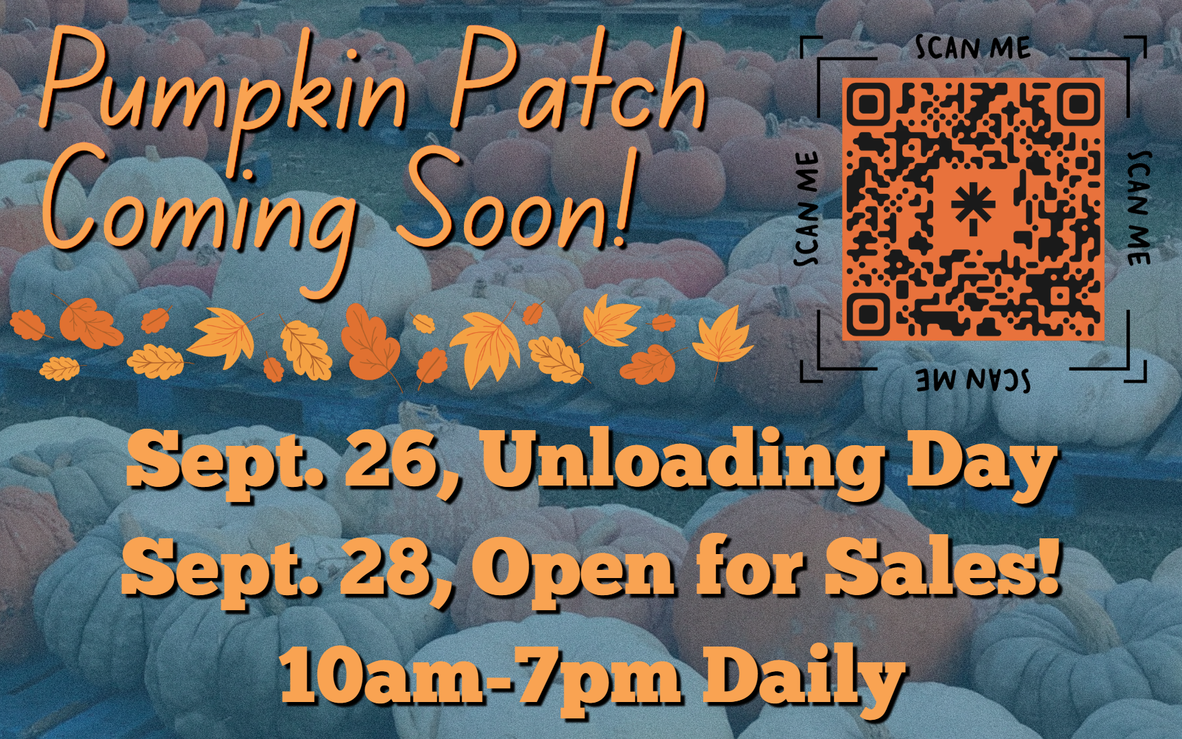 Pumpkin Patch