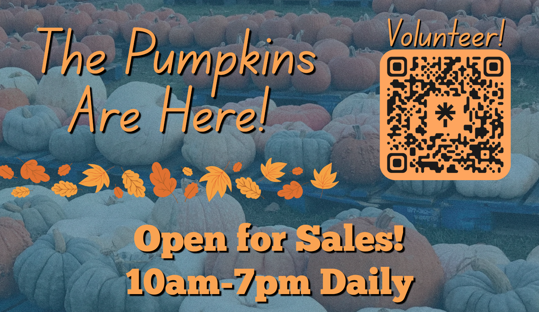 Pumpkin Patch