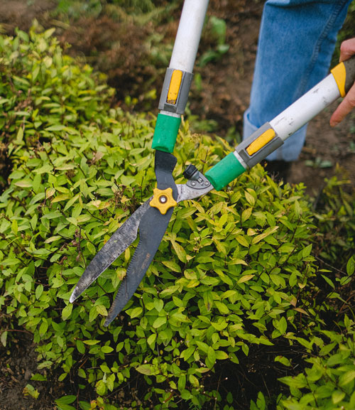 Bushes and hedge cutting