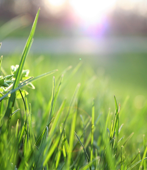 Lawn care