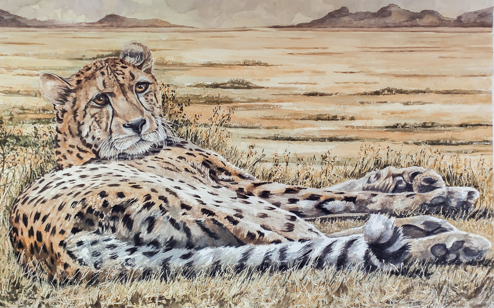 Cheetah - 102x64 cm