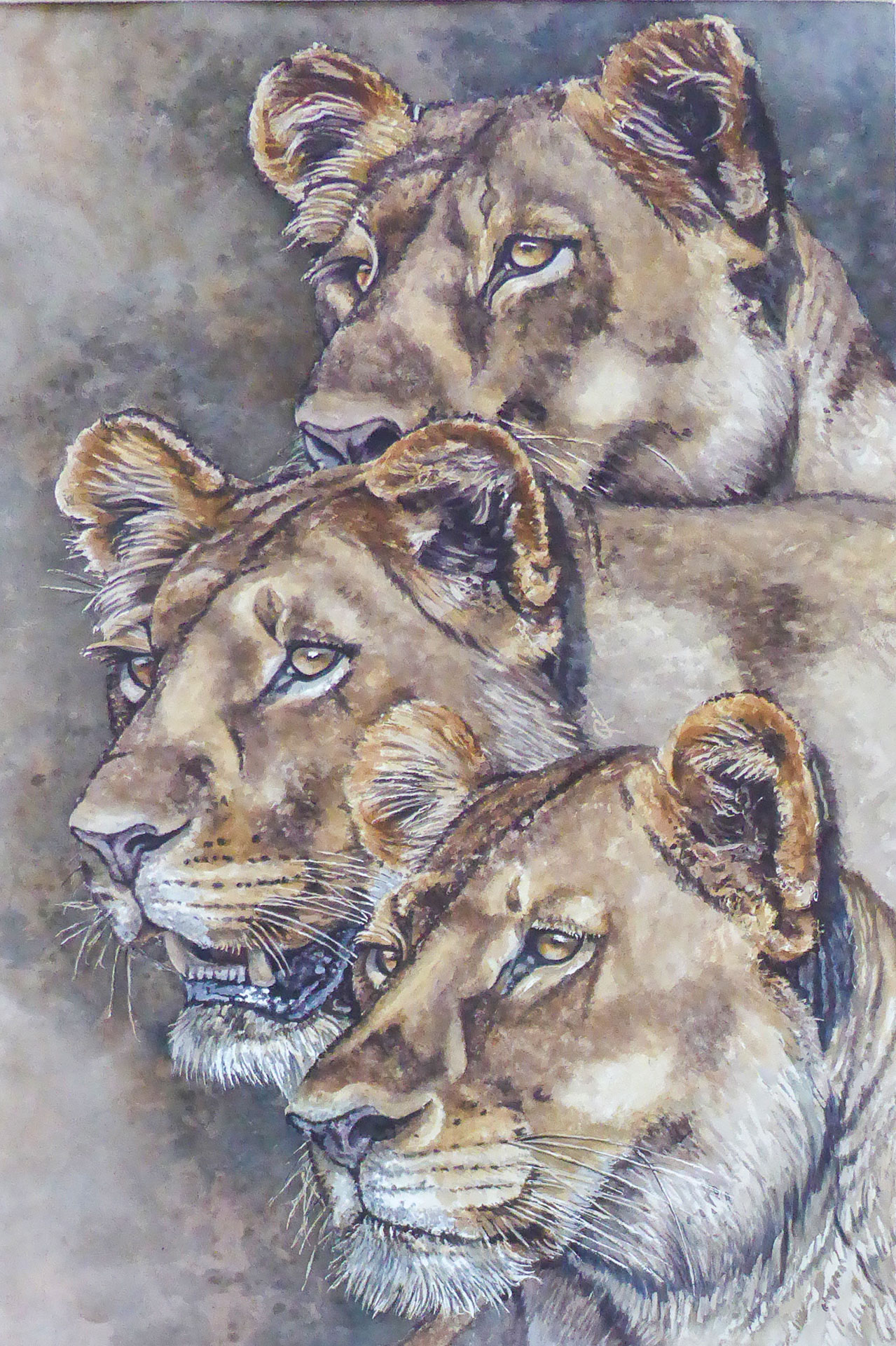 Lionnes - 102x64 cm
