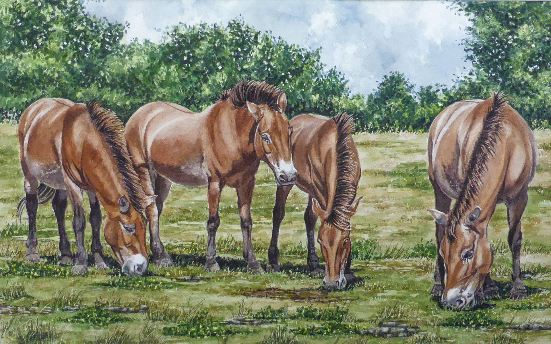 Prezwalky - 102x64 cm