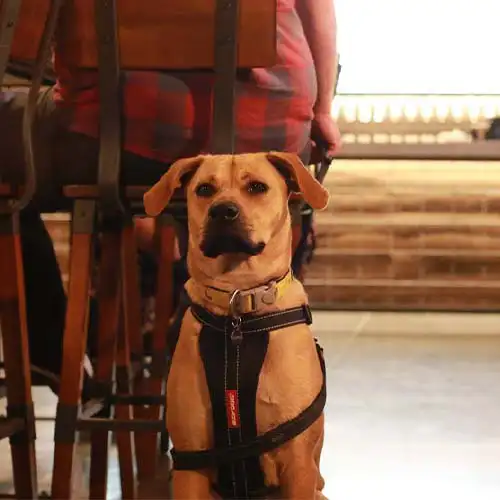 Photo of a dog sitting patiently behind it's owners chair at a Quiz Meisters trivia show