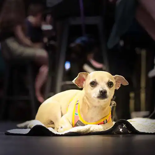 A small dog rests on a little blanket at a Quiz Meisters trivia show