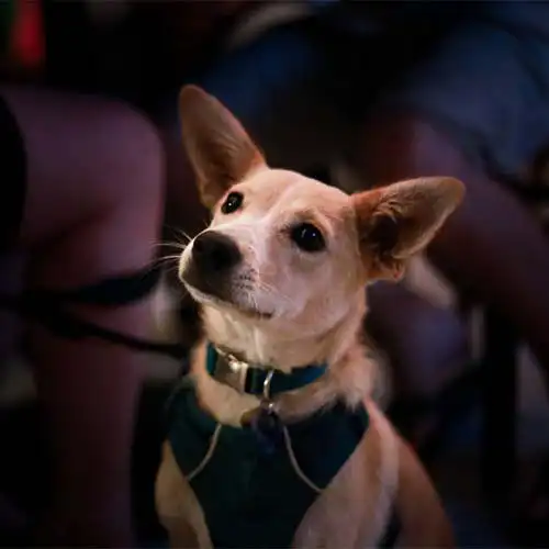 Photo of a cute dog at a Quiz Meisters trivia show