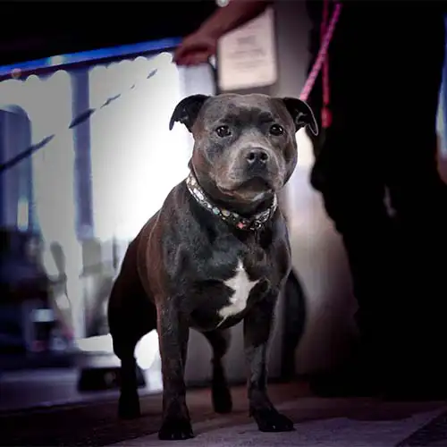 A cute staffy on a lead sitting at a trivia show