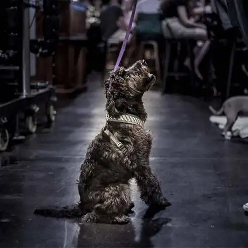 A cute dog looking up at its owner at a Quiz Meisters show