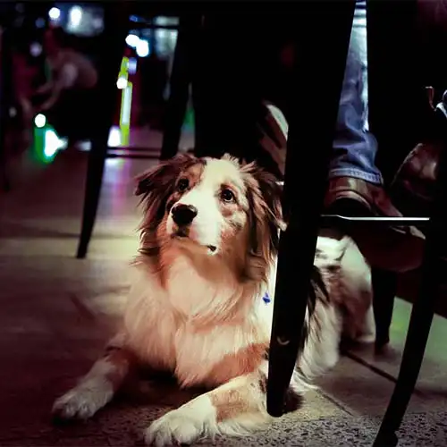 A dog sits quietly on the ground during a Quiz Meisters trivia show