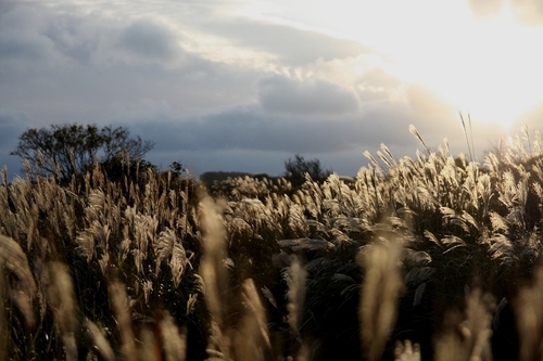 田んぼに反射する太陽光