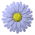 Daisy flower