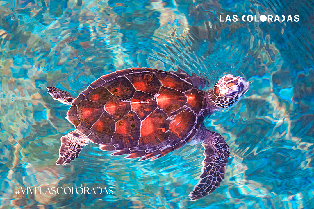 Tortugas Marinas: Guardianas del Mar y el Urgente Llamado a su Conservación